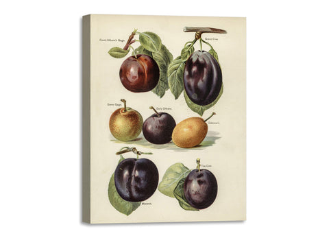 Quadro Stampa su Tela con Telaio in Legno John Wright - Grower’s