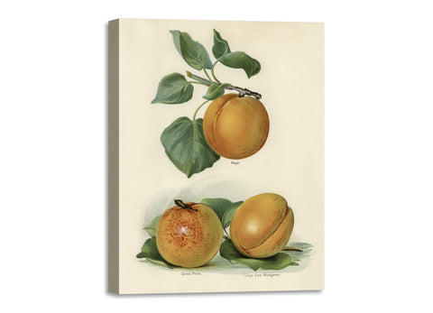 Quadro Stampa su Tela con Telaio in Legno John Wright - Apricot