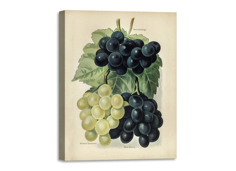 Quadro Stampa su Tela con Telaio in Legno John Wright - Grape