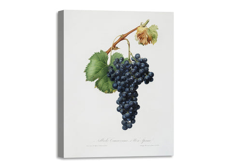 Quadro Stampa su Tela con Telaio in Legno Giorgio Gallesio - Grape Spanna