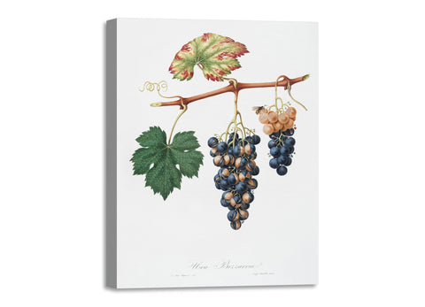 Quadro Stampa su Tela con Telaio in Legno Giorgio Gallesio - Summer grape