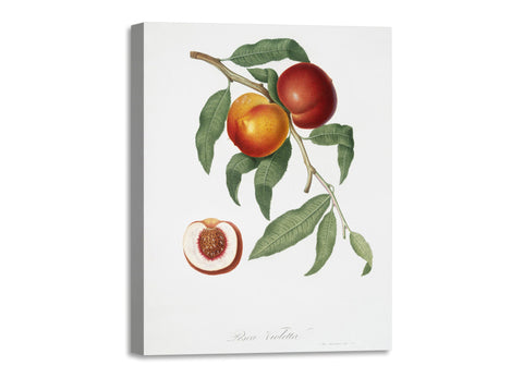 Quadro Stampa su Tela con Telaio in Legno Giorgio Gallesio - Walnut