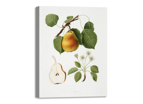 Quadro Stampa su Tela con Telaio in Legno Giorgio Gallesio - Pear