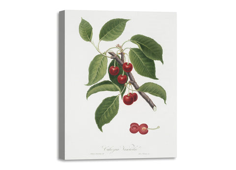 Quadro Stampa su Tela con Telaio in Legno Giorgio Gallesio - Sour Cherry