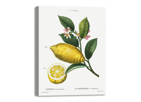 Quadro Stampa su Tela con Telaio in Legno Pierre-Joseph Redouté - Citrus limonium
