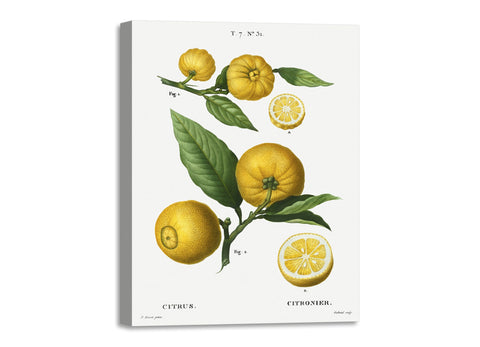 Quadro Stampa su Tela con Telaio in Legno Pierre-Joseph Redouté - Clusters of citrus