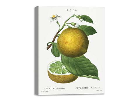 Quadro Stampa su Tela con Telaio in Legno Pierre-Joseph Redouté - Citrus