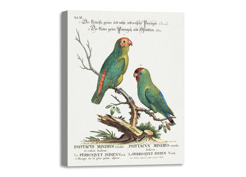 Quadro Stampa su Tela con Telaio in Legno George Edwards - Parrot