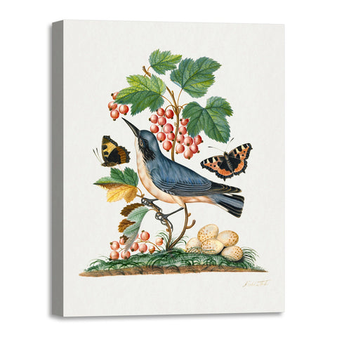 Quadro Stampa su Tela con Telaio in Legno James Bolton - Subalpine warbler and eggs