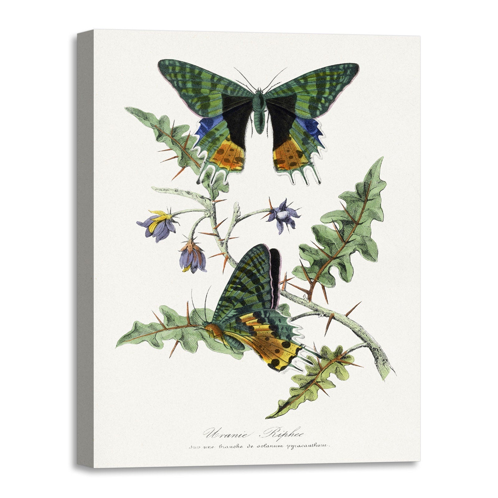 Quadro Stampa su Tela con Telaio in Legno Paul Gervais - Butterfly painting
