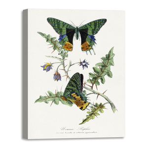 Quadro Stampa su Tela con Telaio in Legno Paul Gervais - Butterfly painting