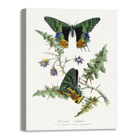 Quadro Stampa su Tela con Telaio in Legno Paul Gervais - Butterfly painting