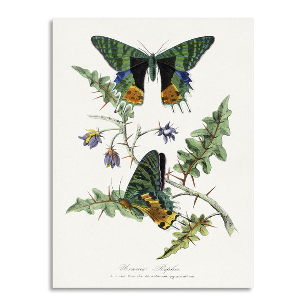 Quadro Stampa su Tela con Telaio in Legno Paul Gervais - Butterfly painting