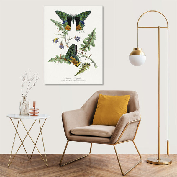 Quadro Stampa su Tela con Telaio in Legno Paul Gervais - Butterfly painting