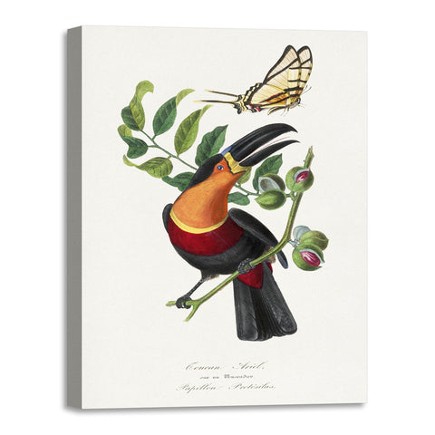 Quadro Stampa su Tela con Telaio in Legno Paul Gervais - Channel billed toucan bird painting