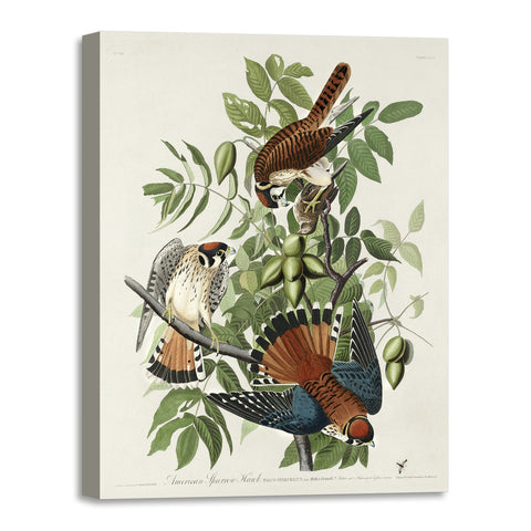 Quadro Stampa su Tela con Telaio in Legno John James Audubon - American Sparrow Hawk from Birds of America