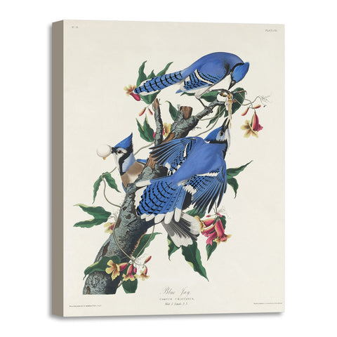 Quadro Stampa su Tela con Telaio in Legno John James Audubon - Blue Jay from Birds of America