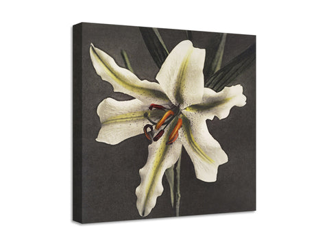 Quadro Stampa su Tela con Telaio in Legno Kazumasa Ogawa - Lily