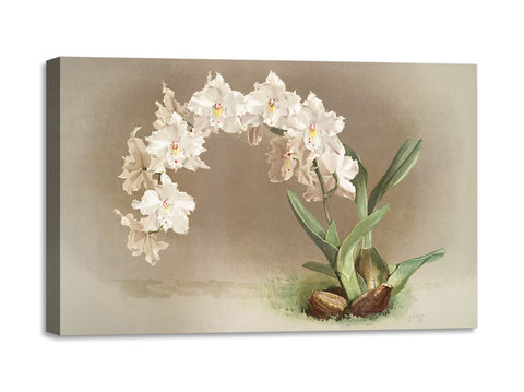 Quadro Stampa su Tela con Telaio in Legno Frederick Sander - Orchids