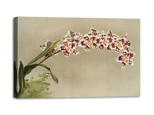 Quadro Stampa su Tela con Telaio in Legno Frederick Sander - Orchids