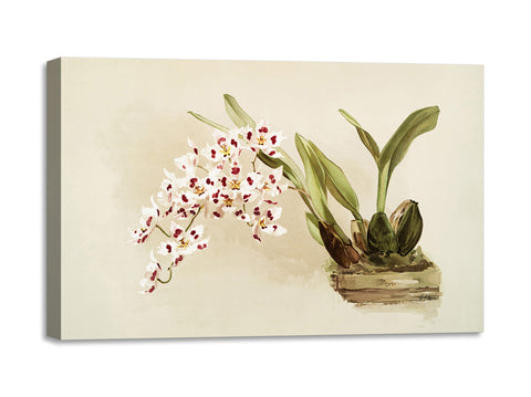 Quadro Stampa su Tela con Telaio in Legno Frederick Sander - Orchids