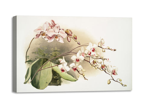 Quadro Stampa su Tela con Telaio in Legno Frederick Sander - Orchids