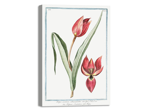 Quadro Stampa su Tela con Telaio in Legno Giorgio Bonelli - Scarlet Tulip
