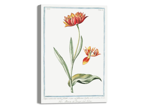 Quadro Stampa su Tela con Telaio in Legno Giorgio Bonelli - Multicolor Tulip