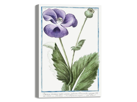 Quadro Stampa su Tela con Telaio in Legno Giorgio Bonelli - Papaver hortense nigro semine