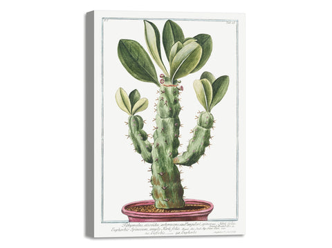 Quadro Stampa su Tela con Telaio in Legno Giorgio Bonelli - Tithymalus