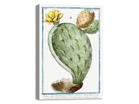 Quadro Stampa su Tela con Telaio in Legno Giorgio Bonelli - Indian Fig