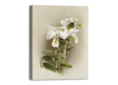 Quadro Stampa su Tela con Telaio in Legno Frederick Sander - Orchids