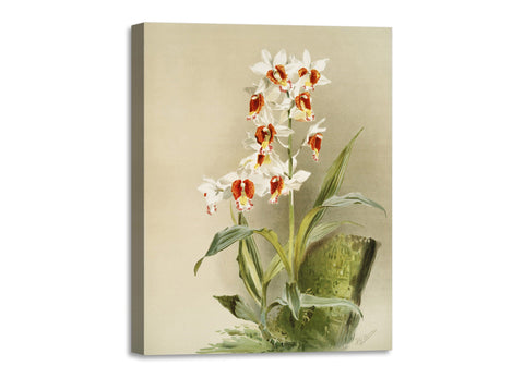 Quadro Stampa su Tela con Telaio in Legno Frederick Sander - Orchids