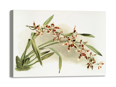 Quadro Stampa su Tela con Telaio in Legno Frederick Sander - Orchids