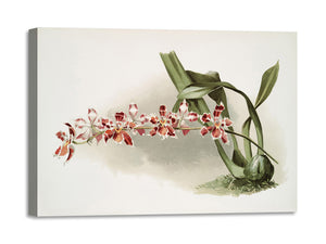 Quadro Stampa su Tela con Telaio in Legno Frederick Sander - Orchids