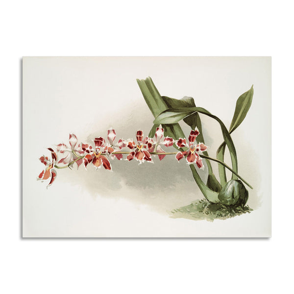 Quadro Stampa su Tela con Telaio in Legno Frederick Sander - Orchids