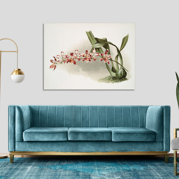 Quadro Stampa su Tela con Telaio in Legno Frederick Sander - Orchids