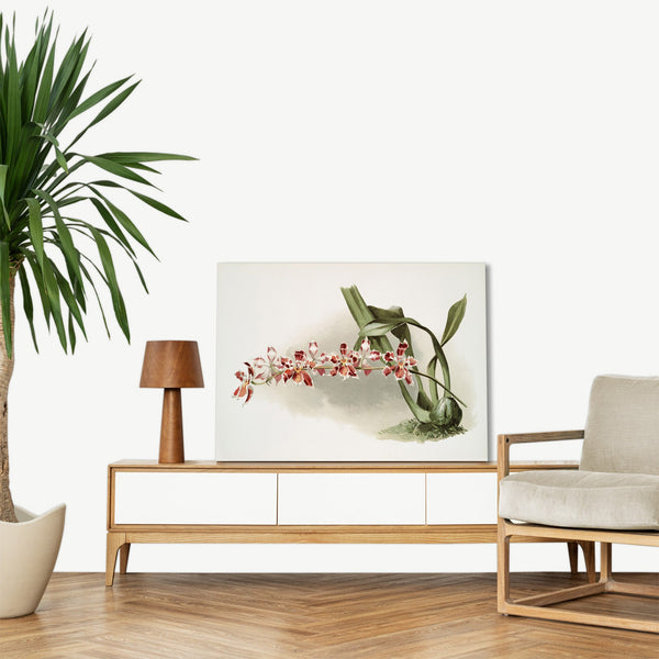 Quadro Stampa su Tela con Telaio in Legno Frederick Sander - Orchids