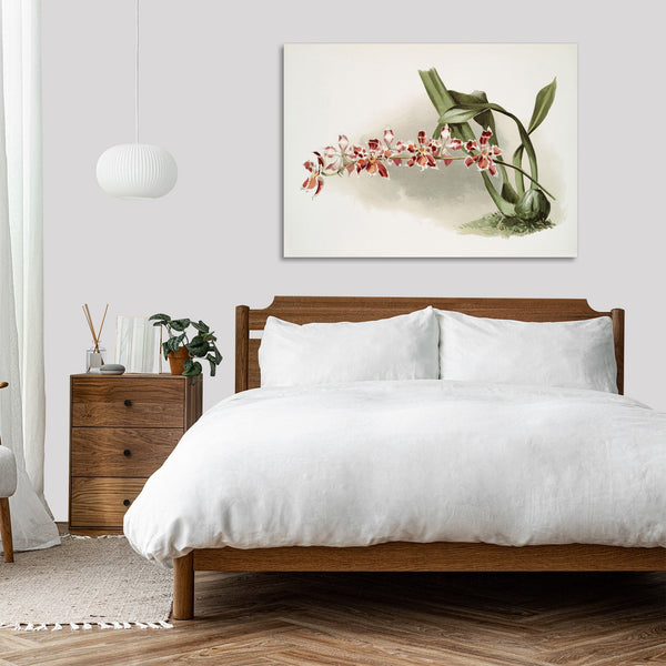 Quadro Stampa su Tela con Telaio in Legno Frederick Sander - Orchids