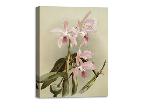 Quadro Stampa su Tela con Telaio in Legno Frederick Sander - Orchids