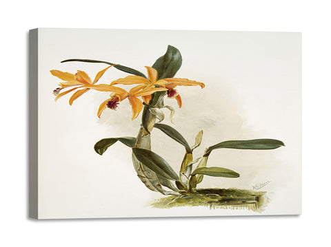 Quadro Stampa su Tela con Telaio in Legno Frederick Sander - Orchids