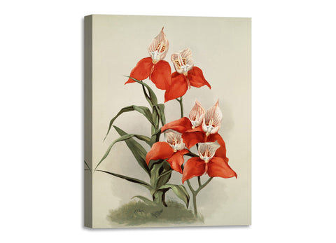 Quadro Stampa su Tela con Telaio in Legno Frederick Sander - Orchids