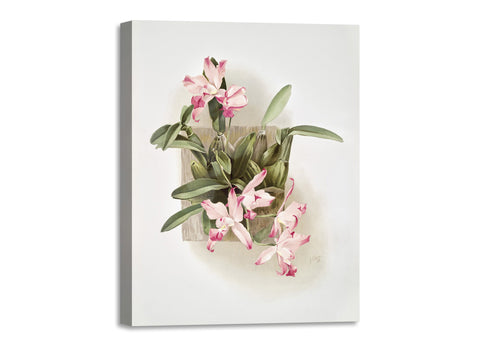 Quadro Stampa su Tela con Telaio in Legno Frederick Sander - Orchids