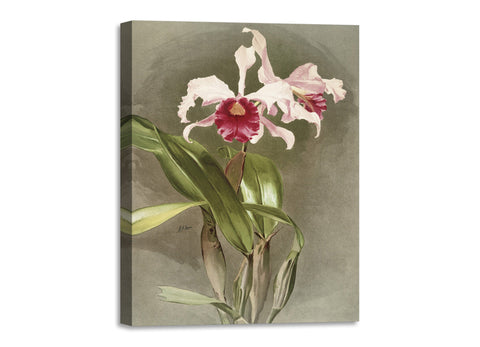 Quadro Stampa su Tela con Telaio in Legno Frederick Sander - Orchids