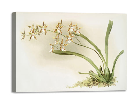 Quadro Stampa su Tela con Telaio in Legno Frederick Sander - Orchids