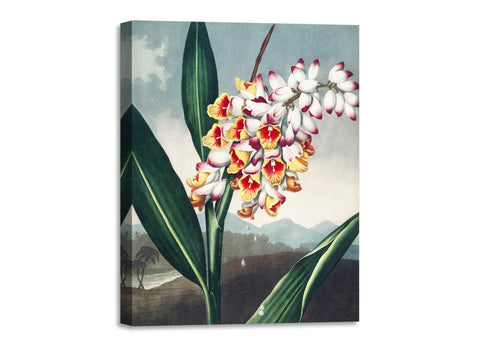 Quadro Stampa su Tela con Telaio in Legno Robert John Thornton - The Nodding Renealmia from The Temple of Flora