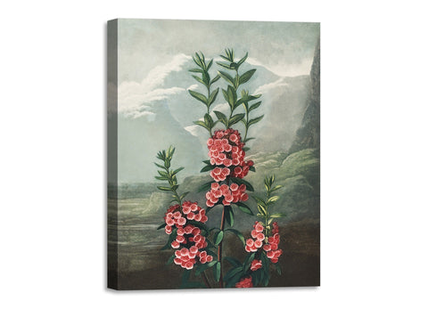 Quadro Stampa su Tela con Telaio in Legno Robert John Thornton - The Narrow–Leaved Kalmia from The Temple of Flora