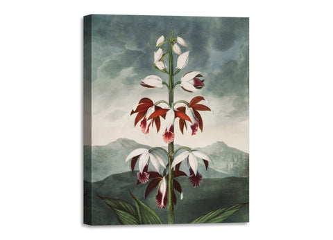 Quadro Stampa su Tela con Telaio in Legno Robert John Thornton - The Chinese Limodoron from The Temple of Flora