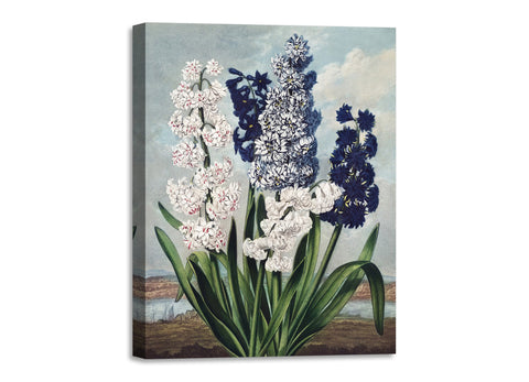 Quadro Stampa su Tela con Telaio in Legno Robert John Thornton - Hyacinths from The Temple of Flora