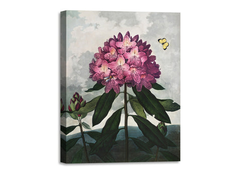 Quadro Stampa su Tela con Telaio in Legno Robert John Thornton - The Pontic Rhododendron from The Temple of Flora